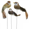 Floristik24 Vårdekoration, minifåglar, dekorativa fåglar på tråd brun, beige H2,5cm 24st