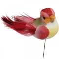 Floristik24 Fjäder, fågel på tråd, färgglada blomproppar H2,5cm 24st