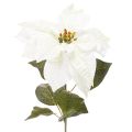 Floristik24 Konstgjord vit julstjärna, stor blommande grendekoration, 65 cm, 2 stycken