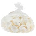 Floristik24 Vita skal dekorativa hjärtmusslor krämvit 2-3,5cm 300g