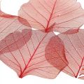 Floristik24 Skeletoniserat Willow Leaf Röd, Willow Skelett, Veil Leaf 200st