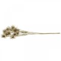 Floristik24 Xanthium konstgjord blomma höstdekoration 6 blommor kräm, brun 80cm 3st