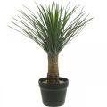 Floristik24 Konstgjord yuccapalm i kruka Konstgjord palmkrukväxt H52cm