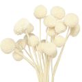 Floristik24 Craspedia torkade trumpinnar kräm 45-55cm 20 st
