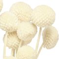 Craspedia torkade trumpinnar kräm 45-55cm 20 st | Floristik24.se