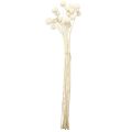 Craspedia torkade trumpinnar kräm 45-55cm 20 st | Floristik24.se