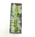 Floristik24 Dekorativ fjäril på trådgrön 8cm 12st