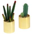 Floristik24 Kaktusgröna i gyllene kruka 12cm - 17cm 4st