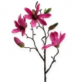 Floristik24 Magnolia grenrosa 45 cm 4st