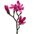 Floristik24 Magnolia gren 45cm 3st