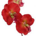 Floristik24 Deco orkidé röd 68cm
