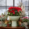 Skål med stativ för växter, dekorativ skål, 25 cm | Floristik24.se
